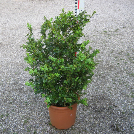 buxus microphylla schopes