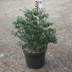 Ilex cren. 'Stokes'