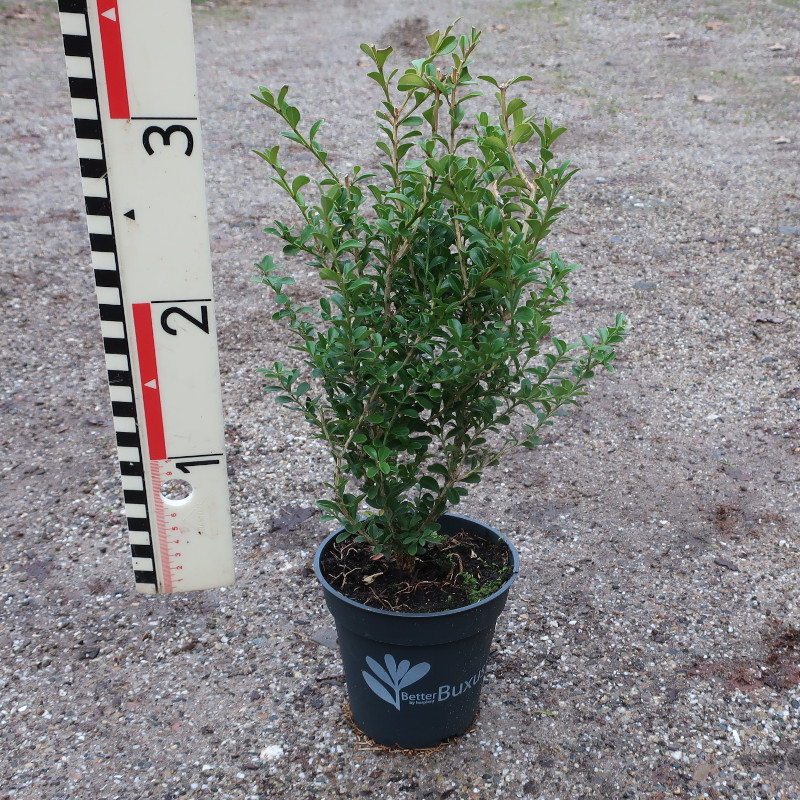 BetterBuxus Renaissance