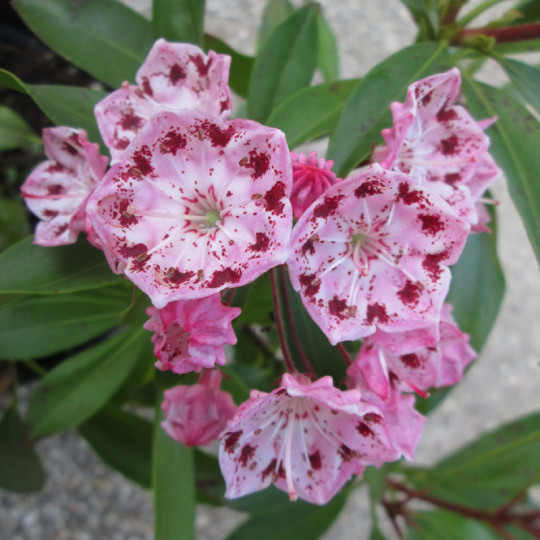 Kalmia lat. Moyland