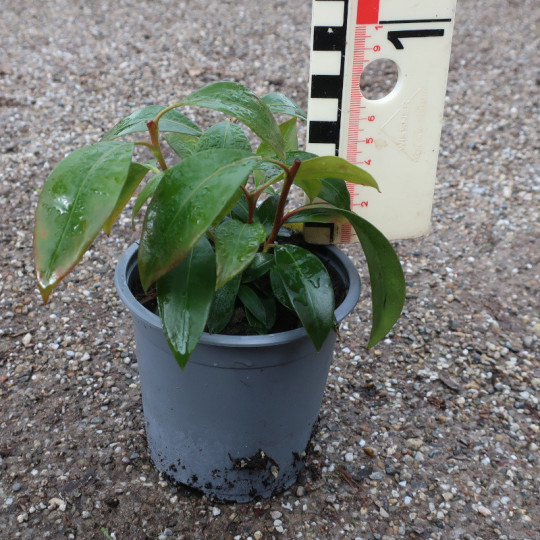 Kalmia lat. 'Mitternacht'