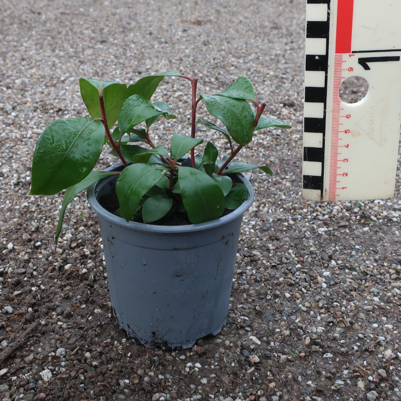 Kalmia latifolia 'Bandeau'