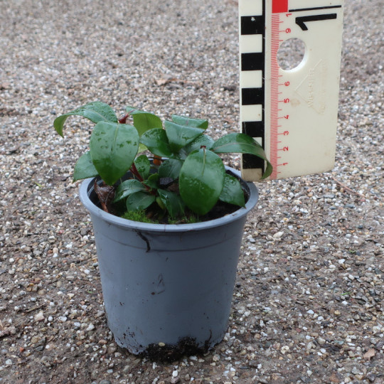 Kalmia latifolia Zebulon