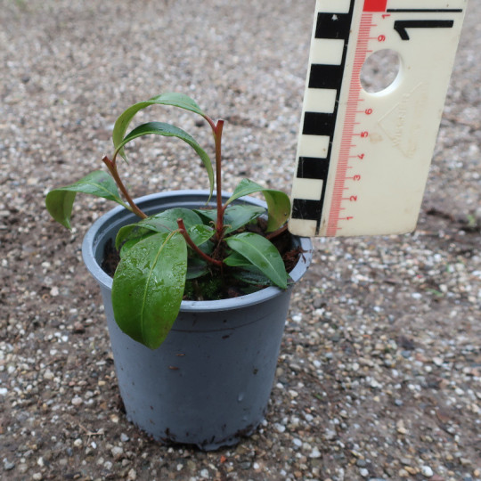 Kalmia latifolia Kardinal