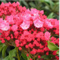 Kalmia latifolia Kardinal
