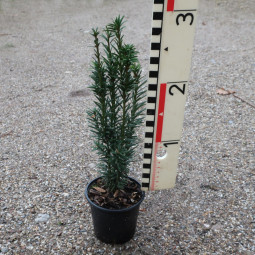 taxus fastigiata robusta