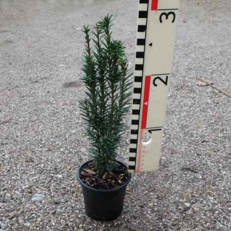 taxus fastigiata robusta