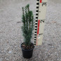 taxus fastigiata robusta