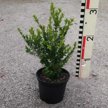 Buxus microphylla John Baldwin