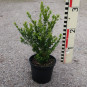 Buxus microphylla John Baldwin