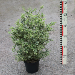 buxus sempervirens argenteovariegata