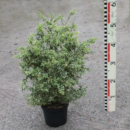 buxus sempervirens argenteovariegata