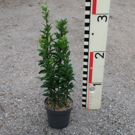 Euonymus japonicus 'Green Rocket'