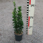 Euonymus japonicus 'Green Rocket'