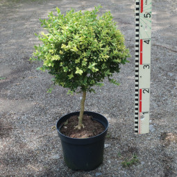 Buxus sempervirens marginata Kugelstämmchen