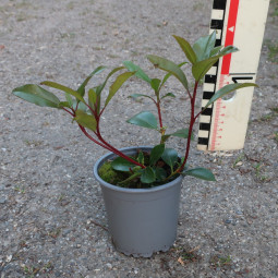 Kalmia latifolia Kardinal