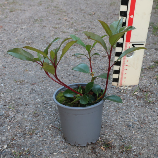 Kalmia latifolia Kardinal