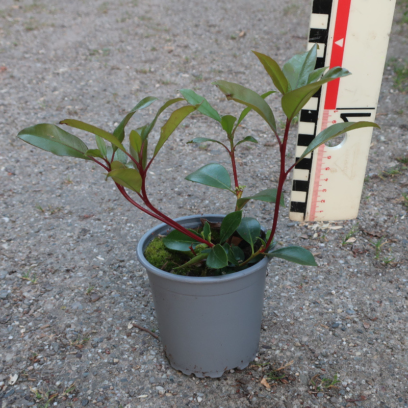 Kalmia latifolia Kardinal