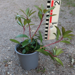 Kalmia lat. Moyland