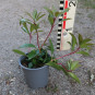 Kalmia lat. Moyland