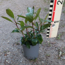 Kalmia lat. 'Mitternacht'
