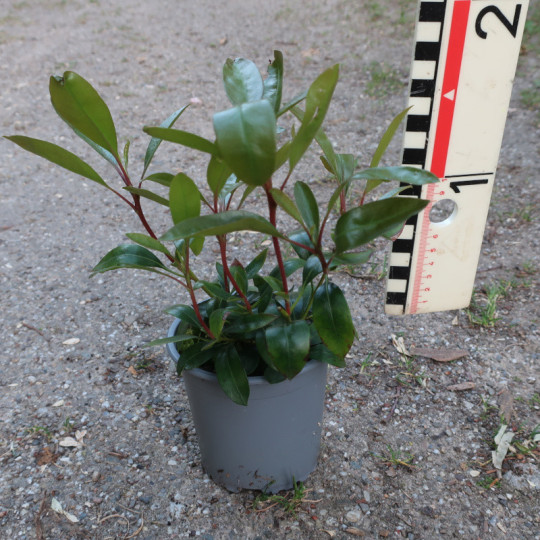 Kalmia lat. 'Mitternacht'
