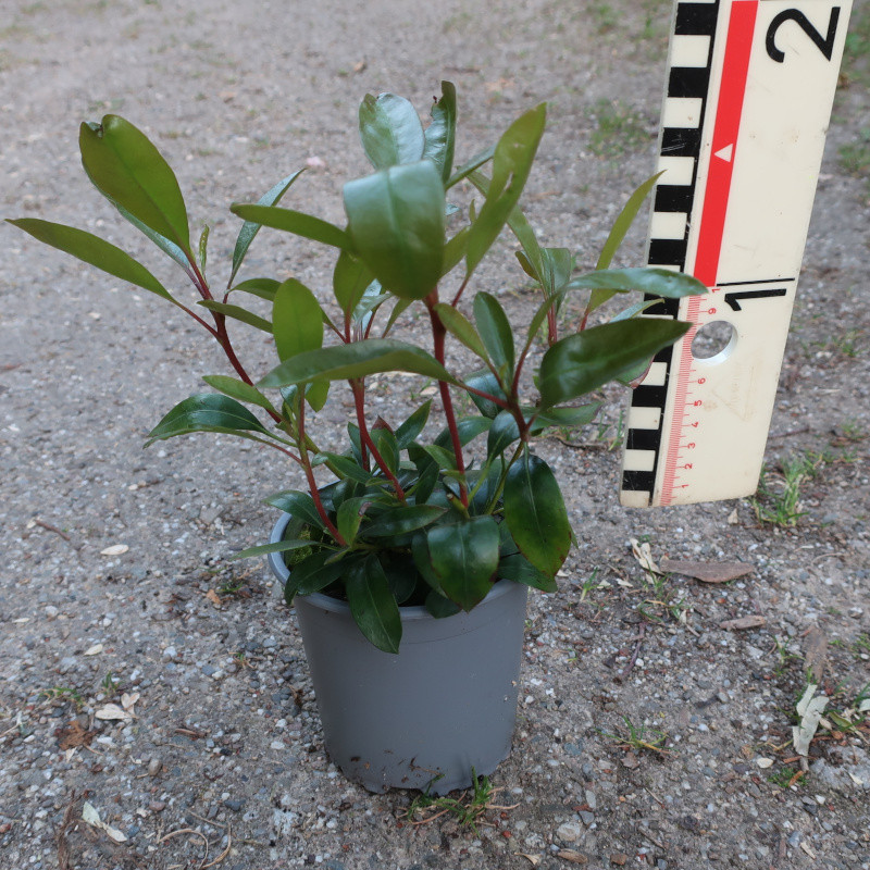 Kalmia lat. 'Mitternacht'