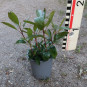 Kalmia lat. 'Mitternacht'