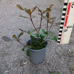 Kalmia latifolia 'Bandeau'