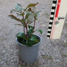 Kalmia latifolia Zebulon