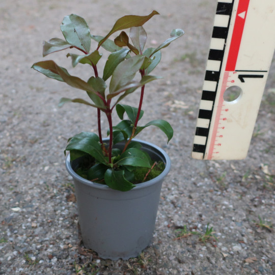 Kalmia latifolia Zebulon