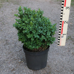 buxus-semp-blauer-heinz-