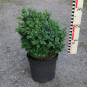 buxus-semp-blauer-heinz-