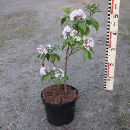 Kalmia latifolia 'Zebulon'