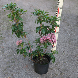Kalmia latifolia 'Bandeau'