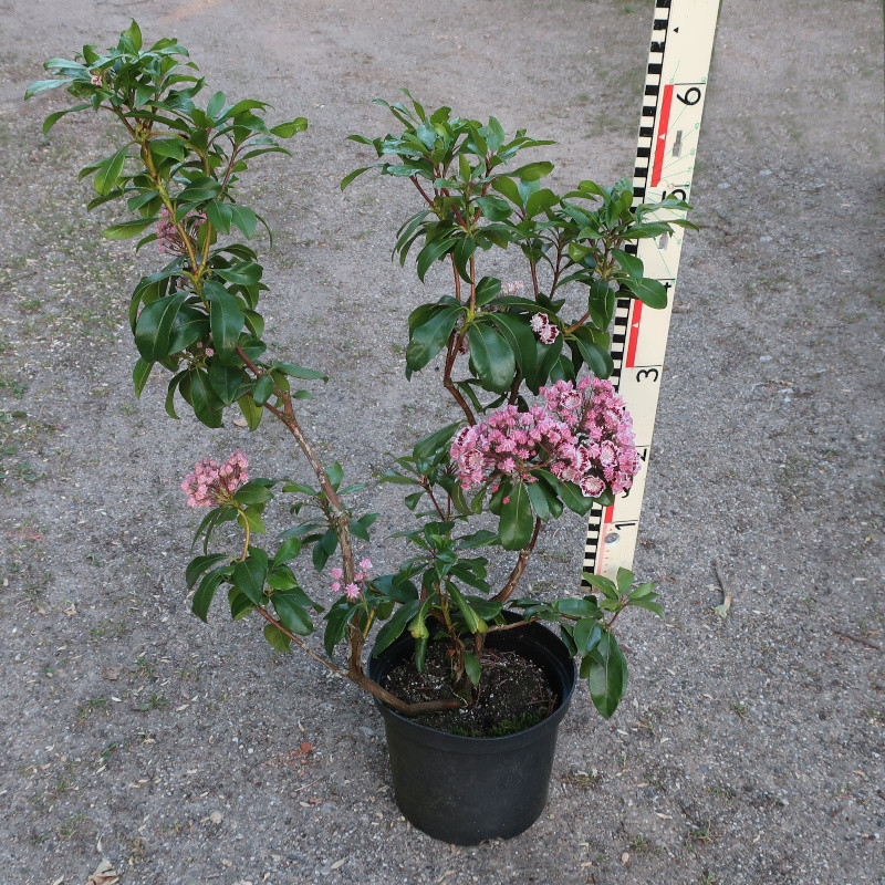 Kalmia latifolia 'Bandeau'