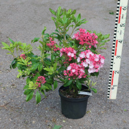 Kalmia latifolia 'Ostbo Red'
