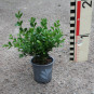BetterBuxus® Heritage