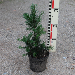 Taxus x media Hillii