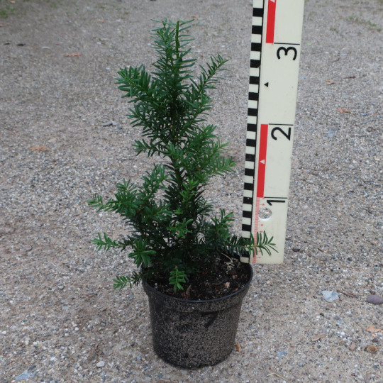 Taxus x media Hillii