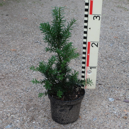 Taxus x media Hillii