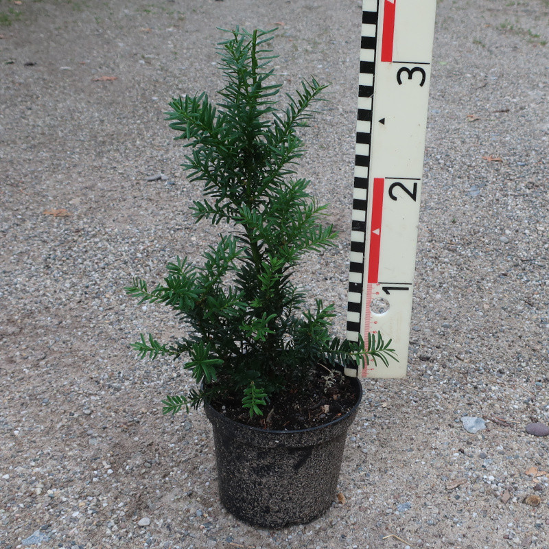 Taxus x media Hillii