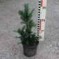 Taxus x media Hillii