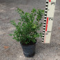 BetterBuxus Babylon  Beauty