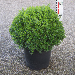 Buxus mic. 'Herrenhausen'