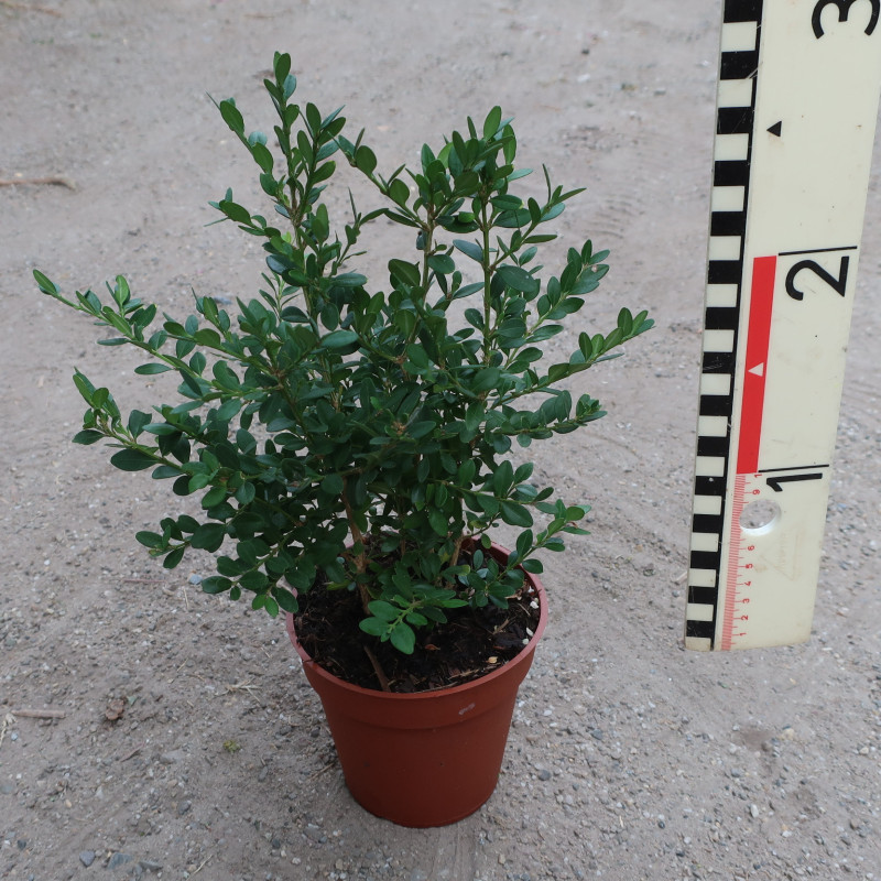 Buxus Green Mound