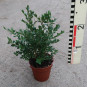 Buxus Green Mound