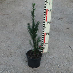 Taxus x media 'Hicksii'