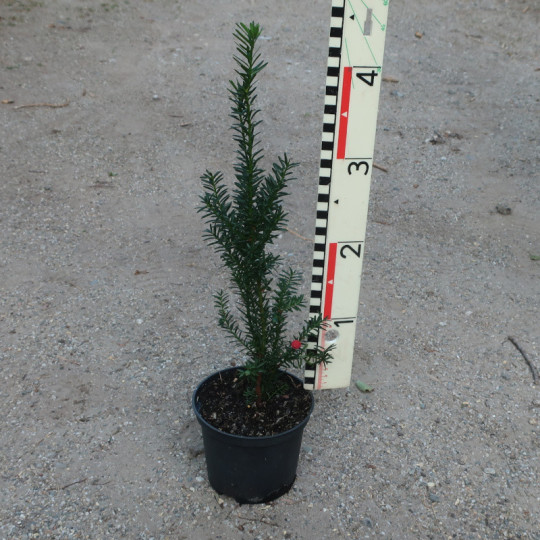 Taxus x media 'Hicksii'