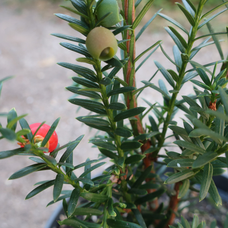 Taxus x media 'Hicksii'